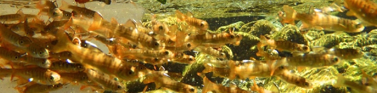 Chinook smolts being released into the river