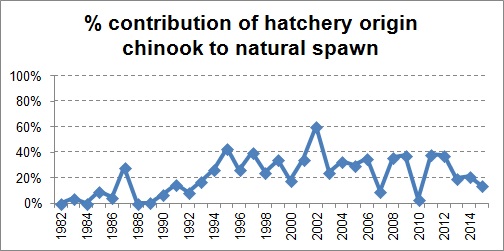 Figure 12: Contribution of hatchery origin chinook to natural spawn.