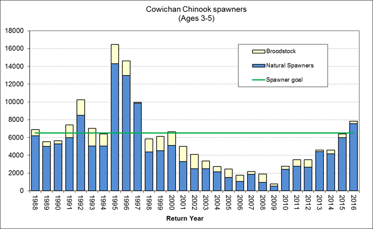 Figure 7: Trend in Cowichan River Chinook Spawners from 1988-2016.