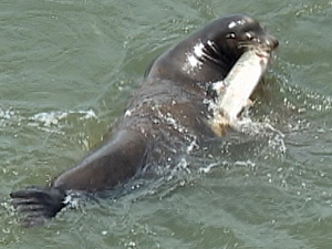 Marine Mammal Interactions