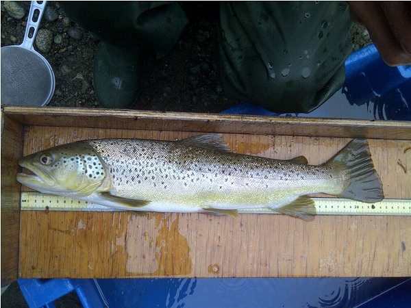 Brown Trout